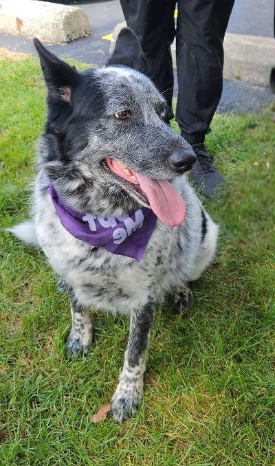 Smokey-Adopted!, a Adopted mixed breed in Detroit, MI image 3/4