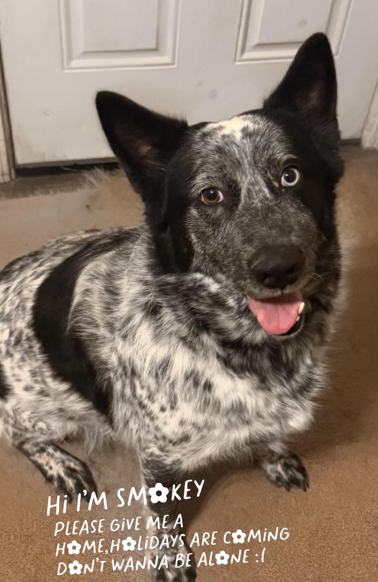 Smokey-Adopted!, a Adopted mixed breed in Detroit, MI image 4/4