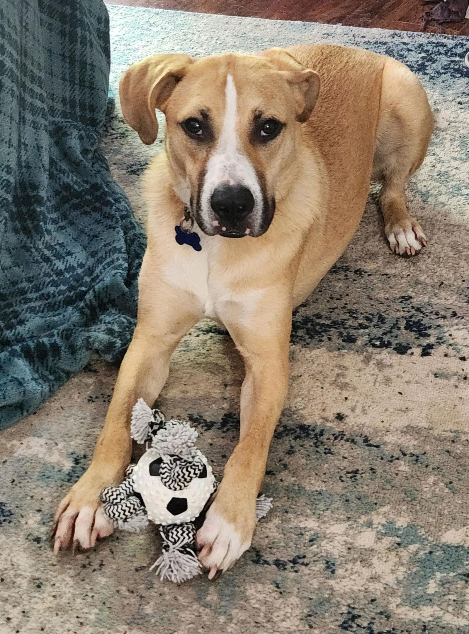 Lincoln, a Adoptable Mixed Breed in Seattle, WA image 1/3