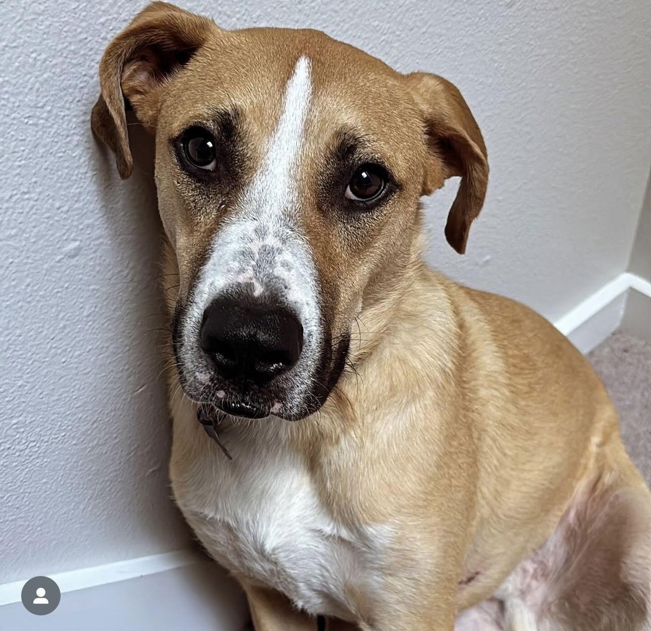 Lincoln, a Adoptable Mixed Breed in Seattle, WA image 2/3