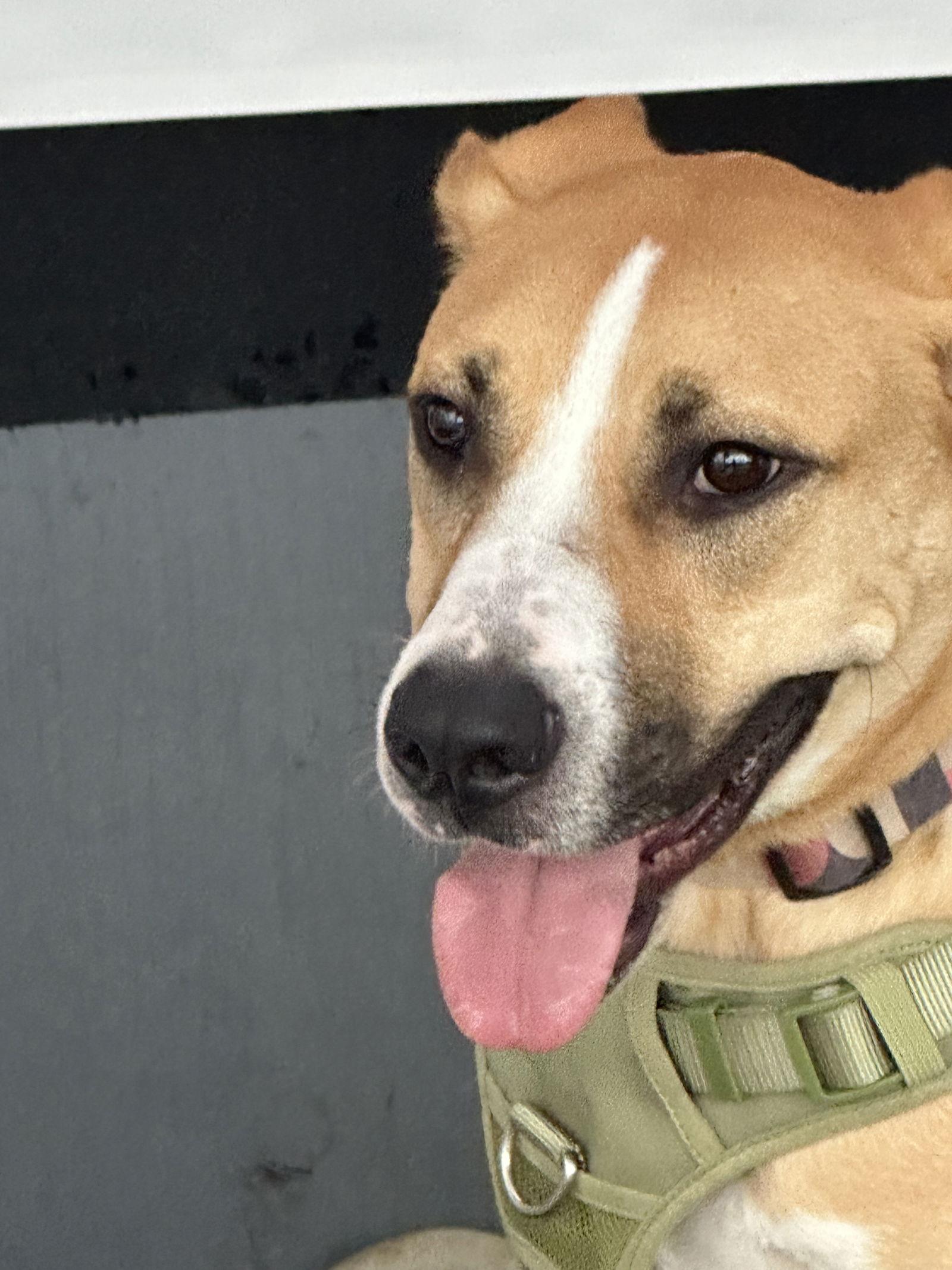 Lincoln, a Adoptable Mixed Breed in Seattle, WA image 3/3