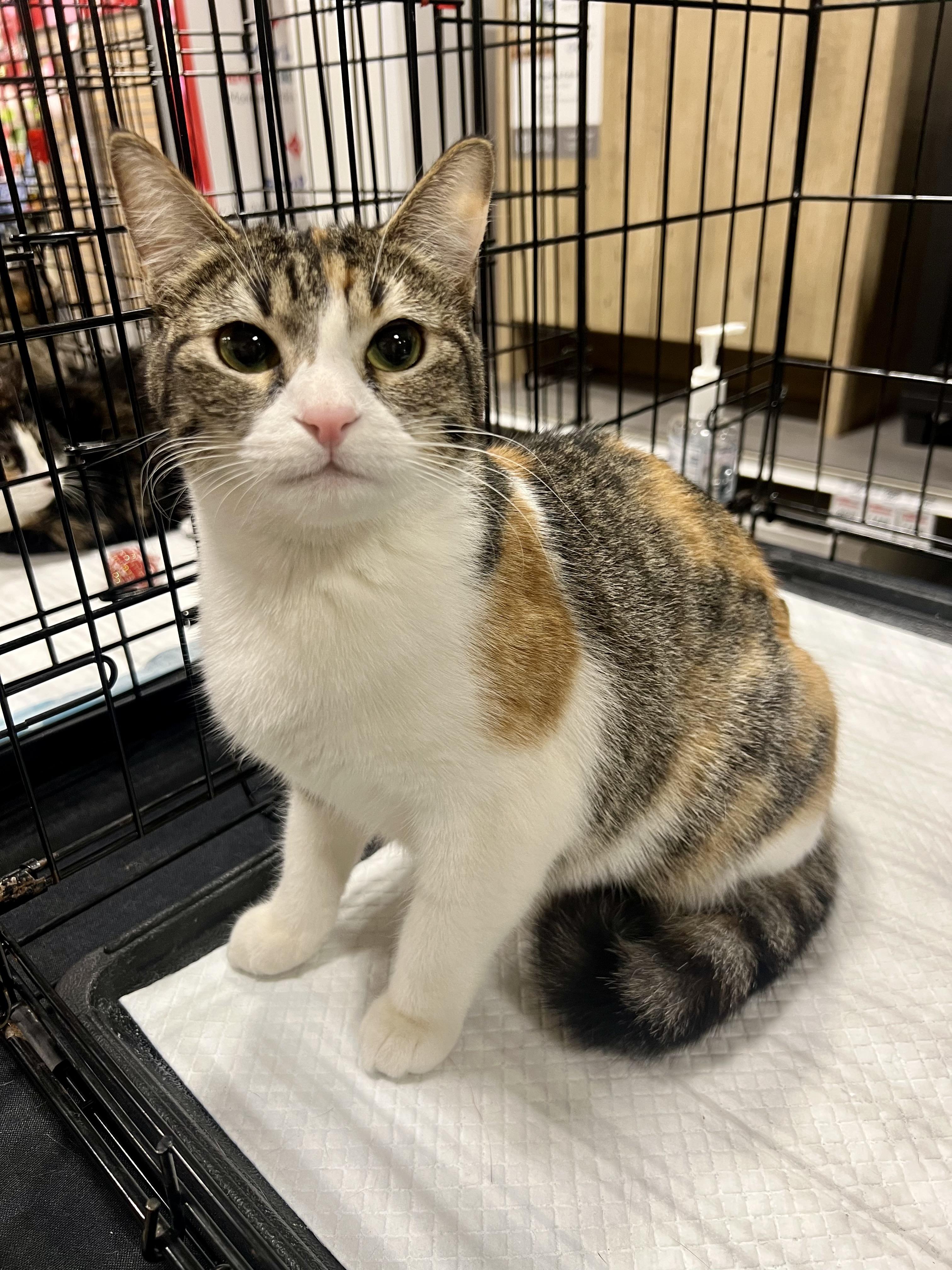 Penny and Megan, a Adoptable mixed breed in Walnut, CA image 3/4
