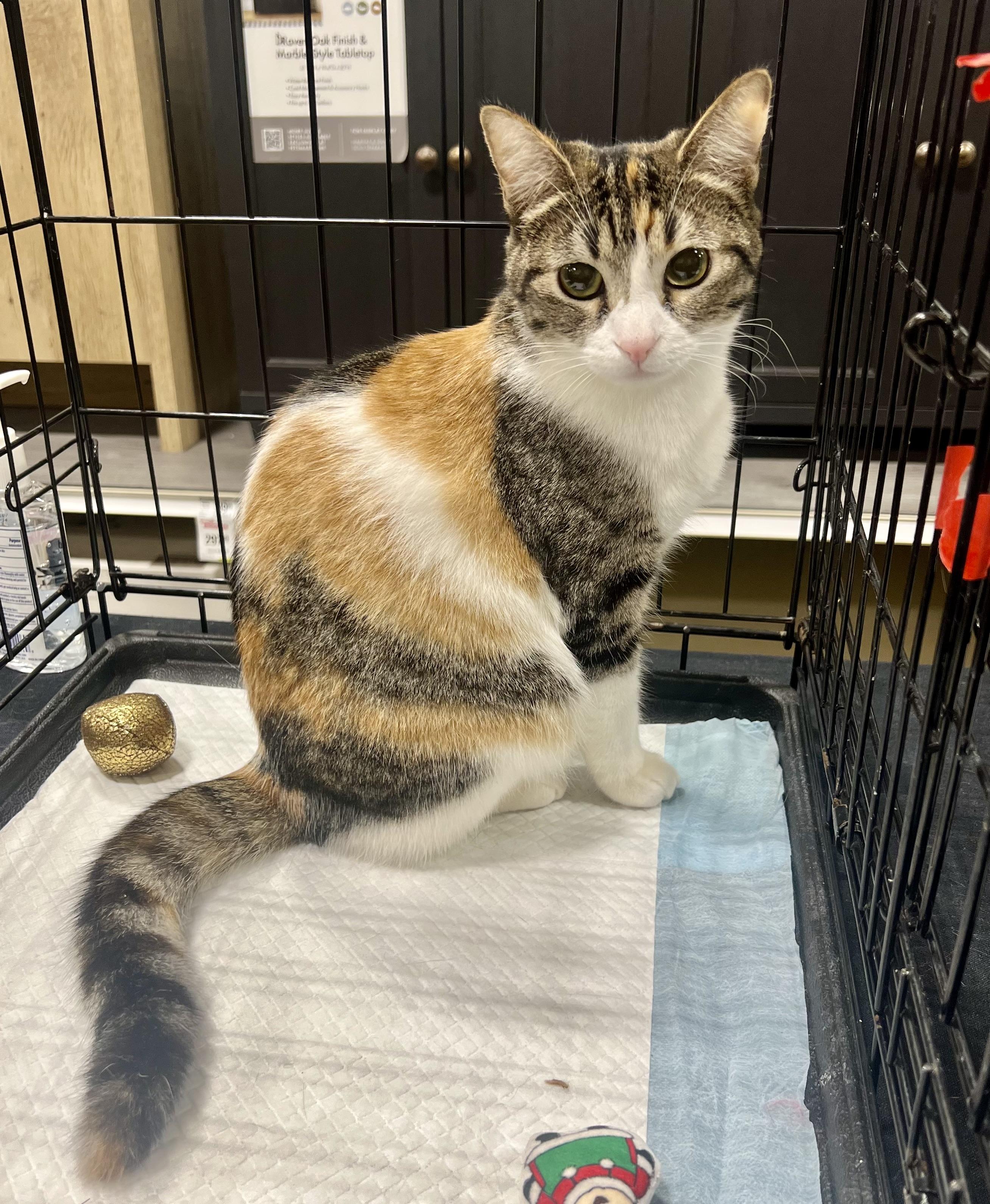 Penny and Megan, a Adoptable mixed breed in Walnut, CA image 2/4
