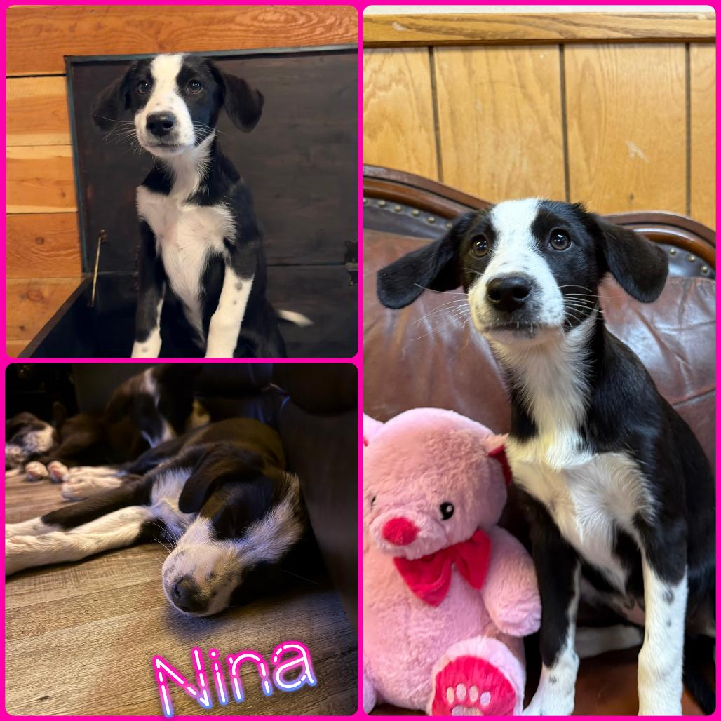 Nina, Adoptable, Puppy Female Border Collie.