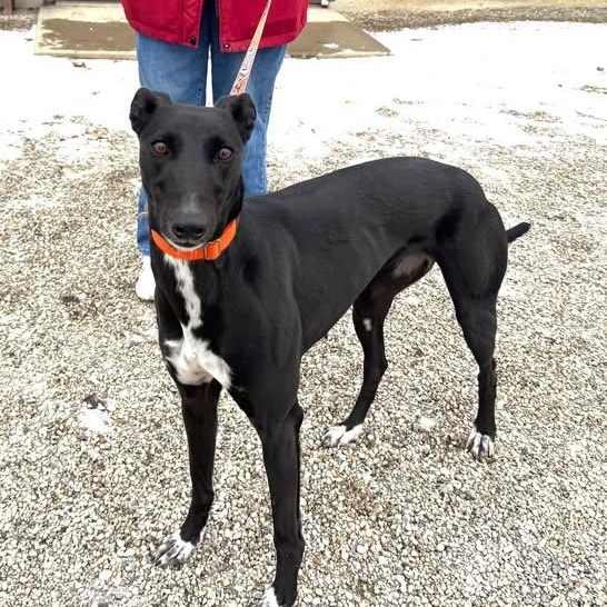 Penny, a ADOPTABLE mixed breed in Indianapolis, IN image 1/4