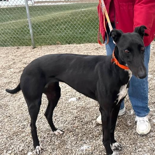 Penny, a ADOPTABLE mixed breed in Indianapolis, IN image 2/4