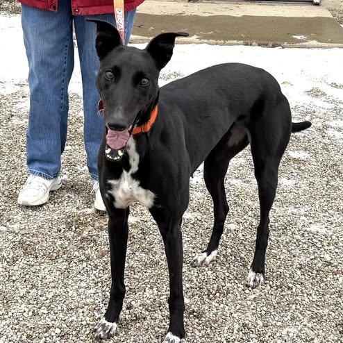 Penny, a ADOPTABLE mixed breed in Indianapolis, IN image 3/4