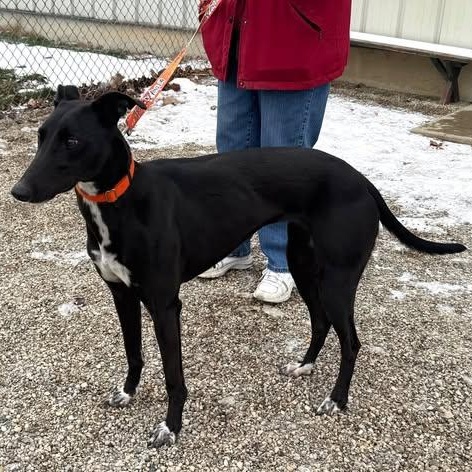 Penny, a ADOPTABLE mixed breed in Indianapolis, IN image 4/4