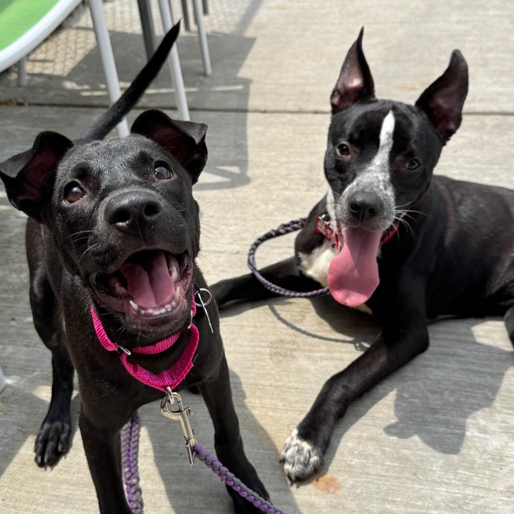 Emmer, Adoptable, Young Female Mixed Breed.