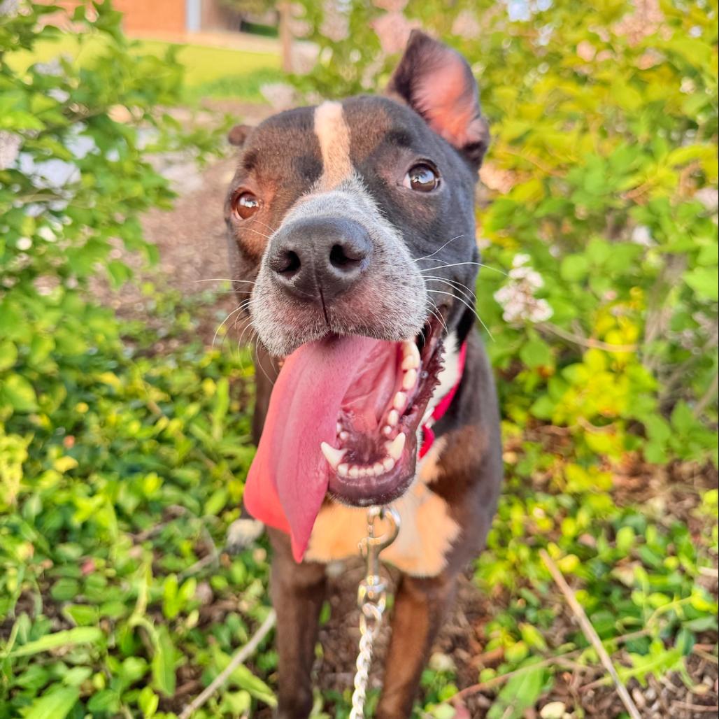 Emmer, a Adoptable Mixed Breed in Wheeling, IL image 2/6