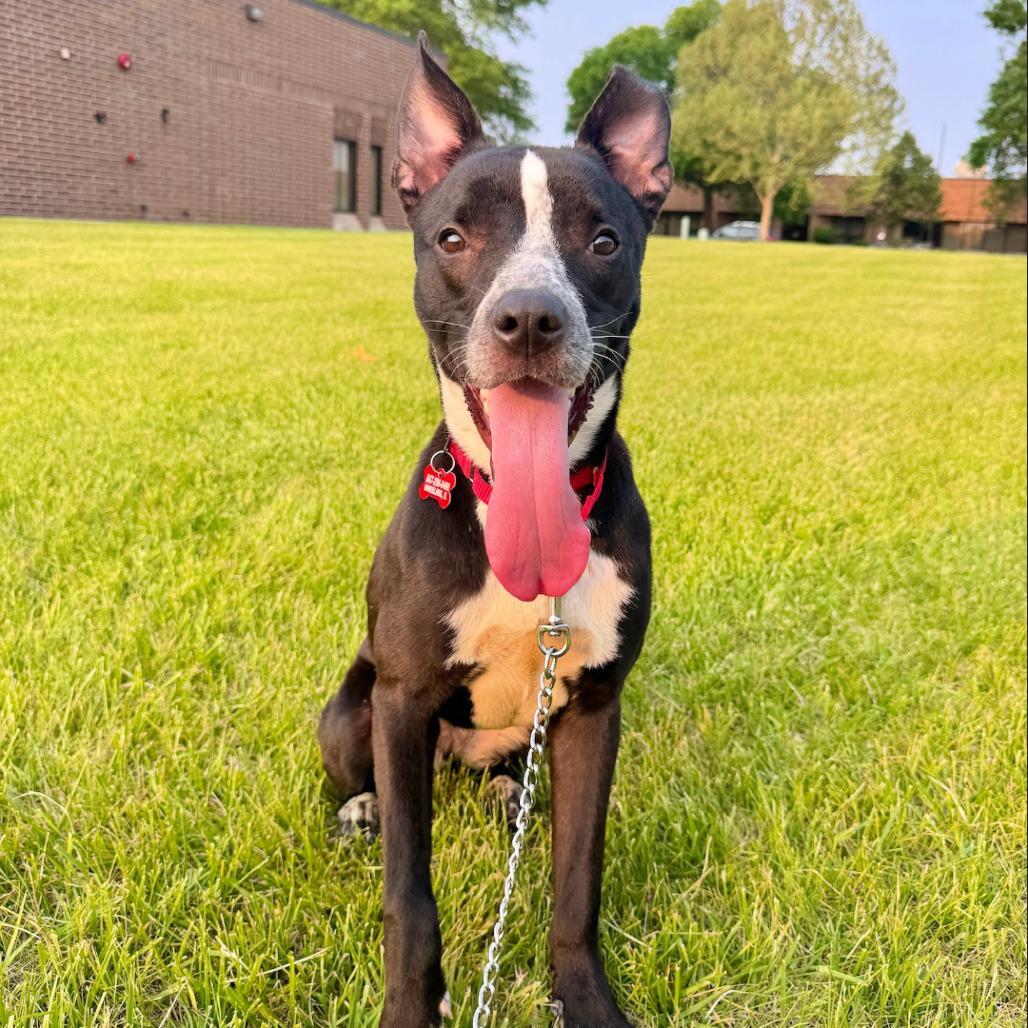 Emmer, a Adoptable Mixed Breed in Wheeling, IL image 4/6