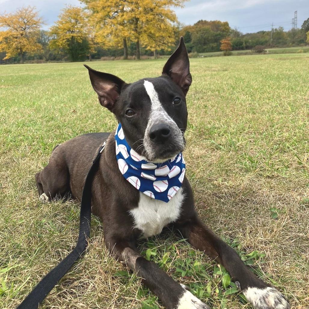 Enlarge Emmer, a Adoptable Mixed Breed in Wheeling, IL image 5/6