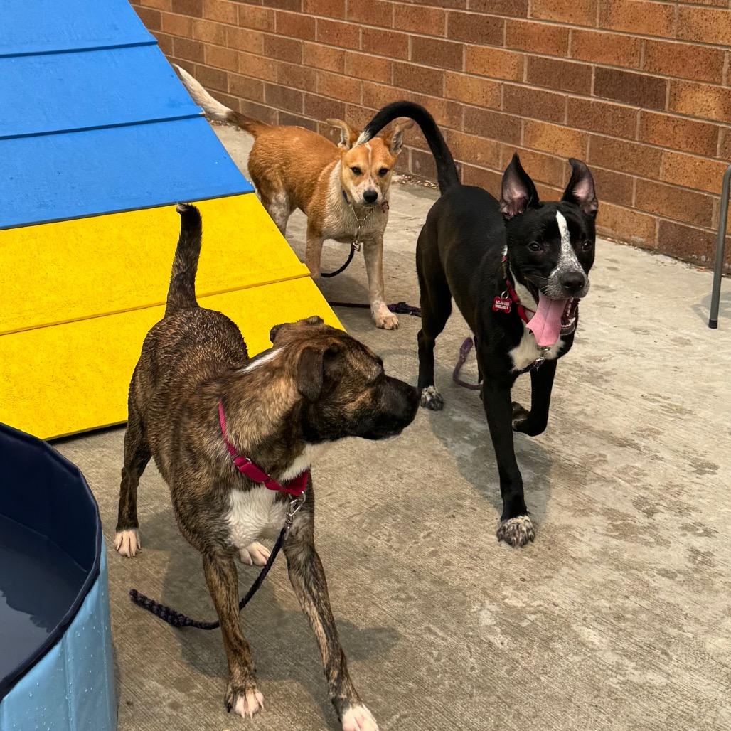 Emmer, a Adoptable Mixed Breed in Wheeling, IL image 6/6