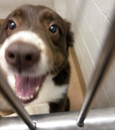 Goose, a ADOPTABLE mixed breed in Allen, TX image 2/2
