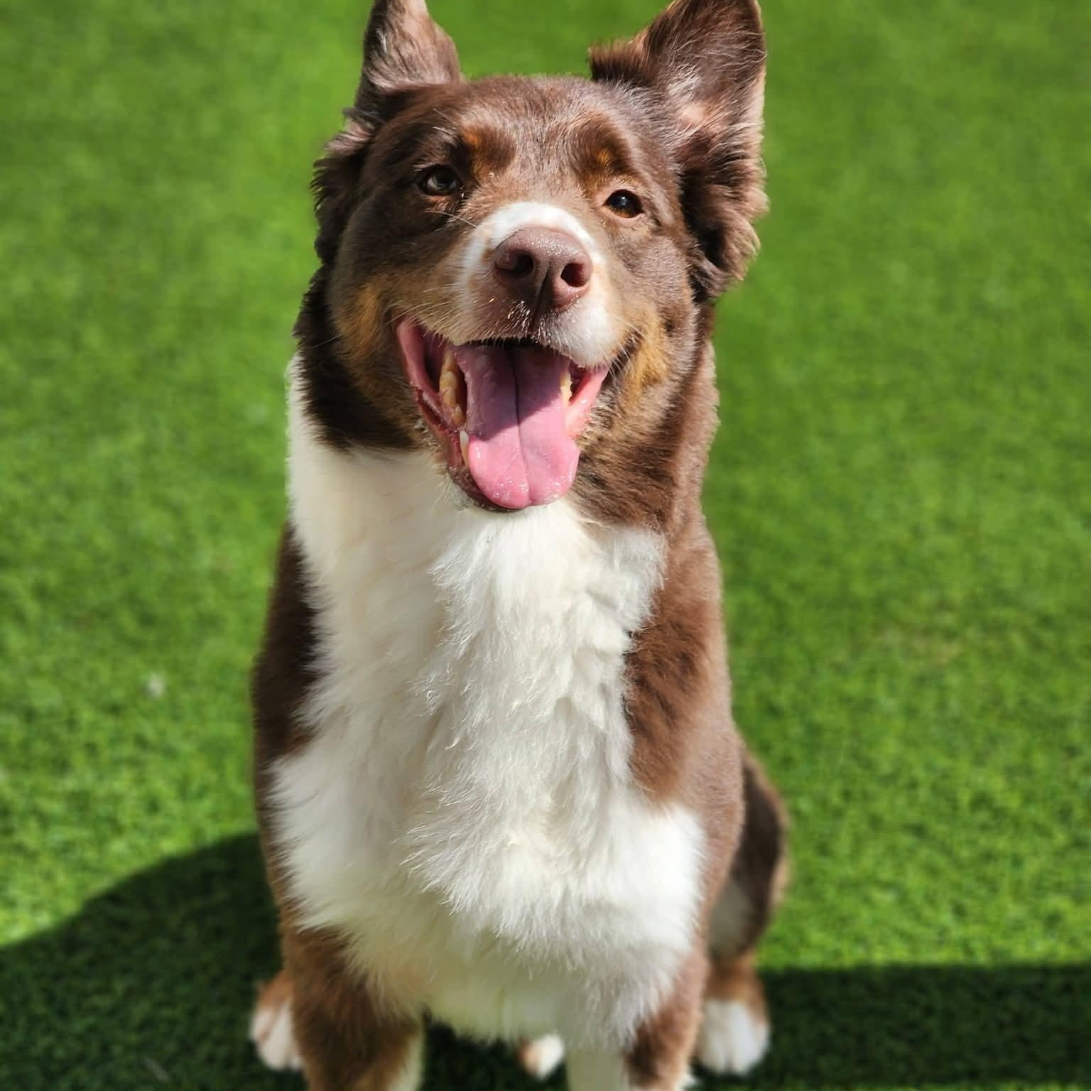 Goose, ADOPTABLE, Adult Male Australian Shepherd.