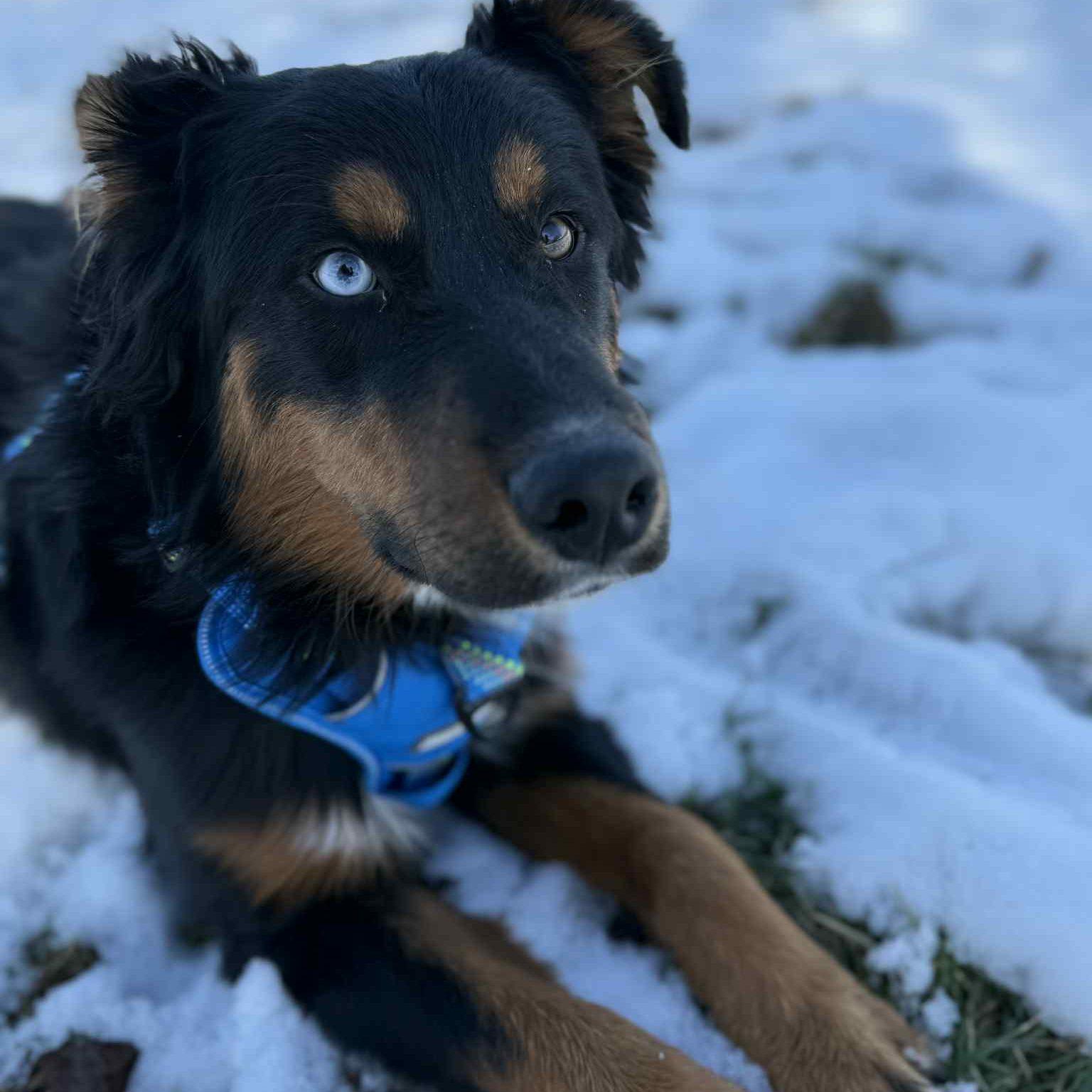 Enlarge Hootenanny, a ADOPTABLE Australian Shepherd in Des Moines, IA image 1/1