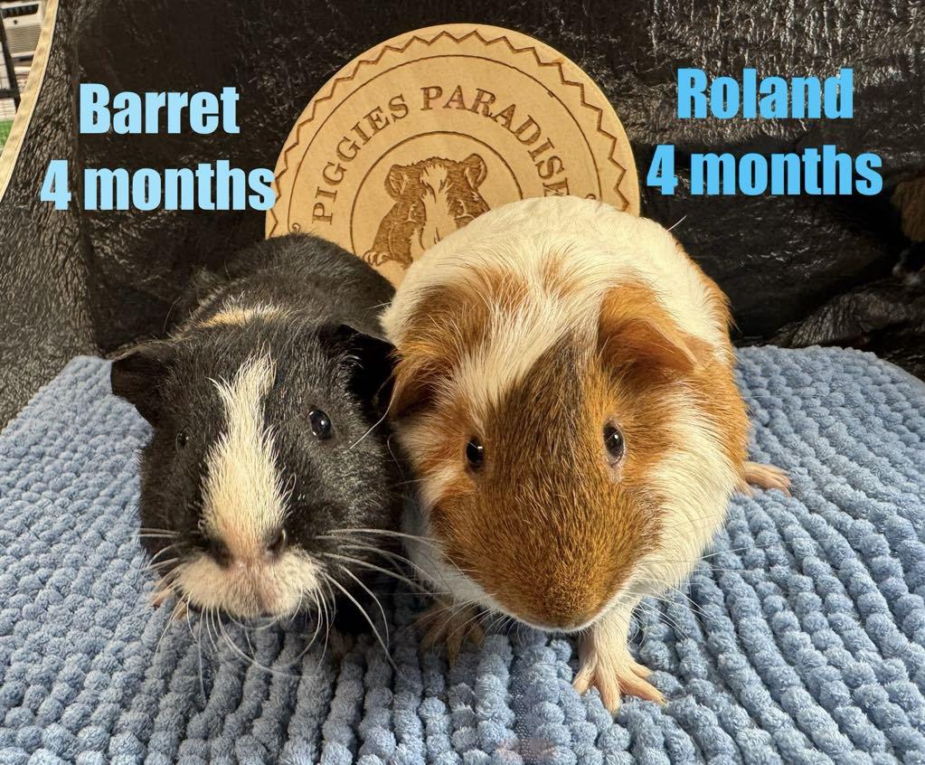 Enlarge Barret & Roland, a Adoptable Short-Haired in Red Oak, IA image 1/1