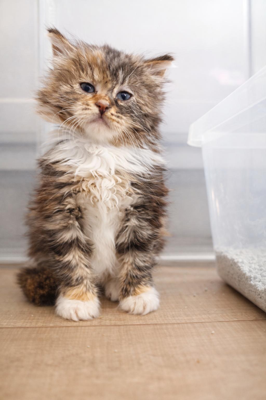 Juni, adopted, Kitten Female Domestic Long Hair.