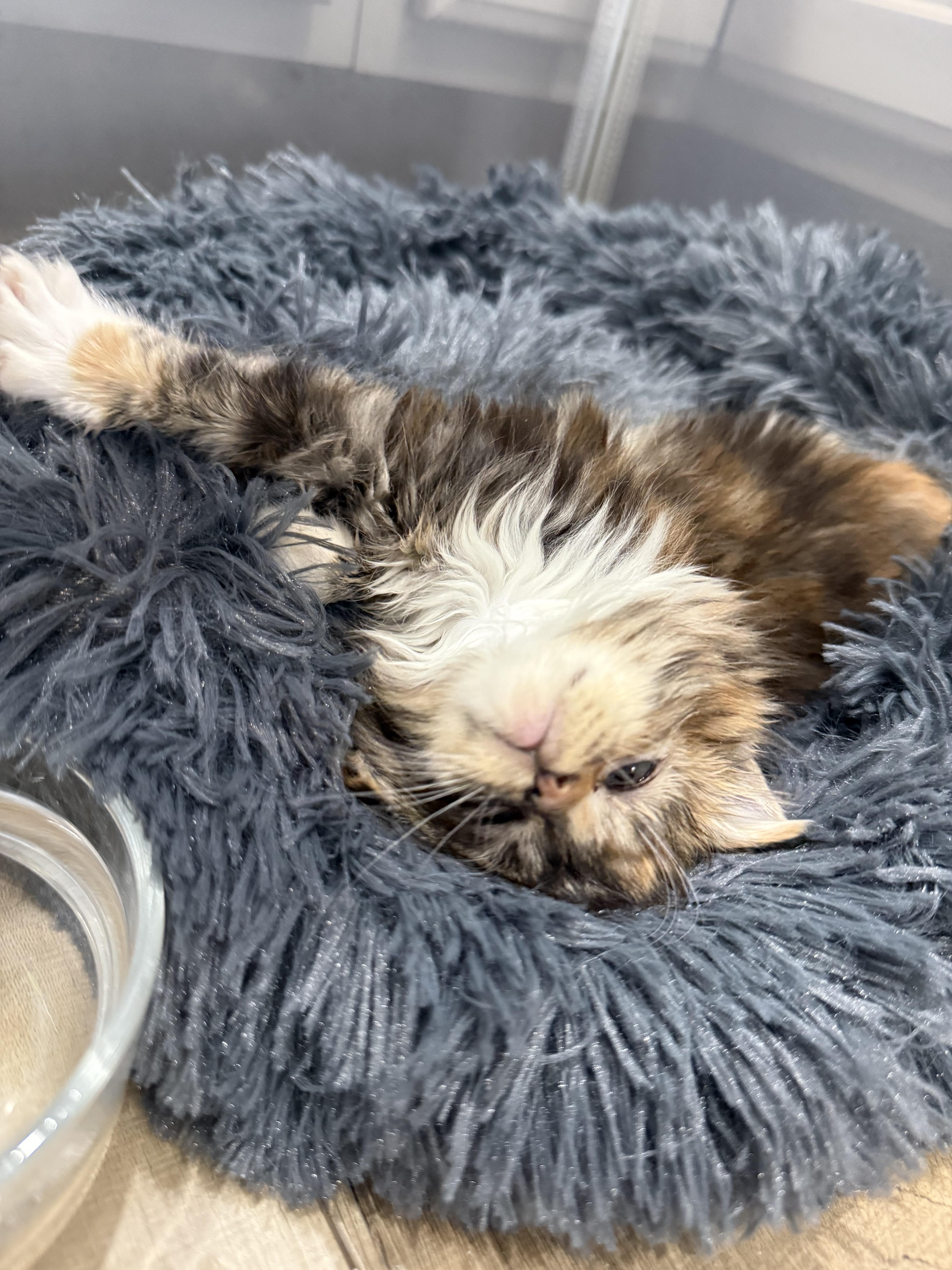 Enlarge Juni, an adopted Domestic Long Hair in Lone rock, WI image 3/3