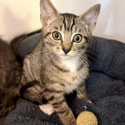 CUMULUS, adoptable, Kitten Female Domestic Short Hair.
