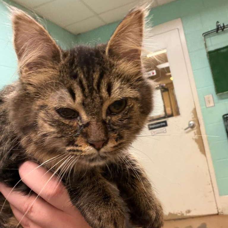 Bliss, Adoptable, Young Female Domestic Medium Hair.