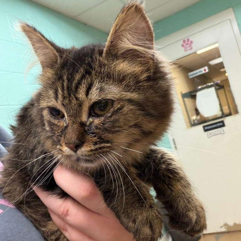 Enlarge Bliss, a Adoptable Domestic Medium Hair in Gadsden, AL image 2/2