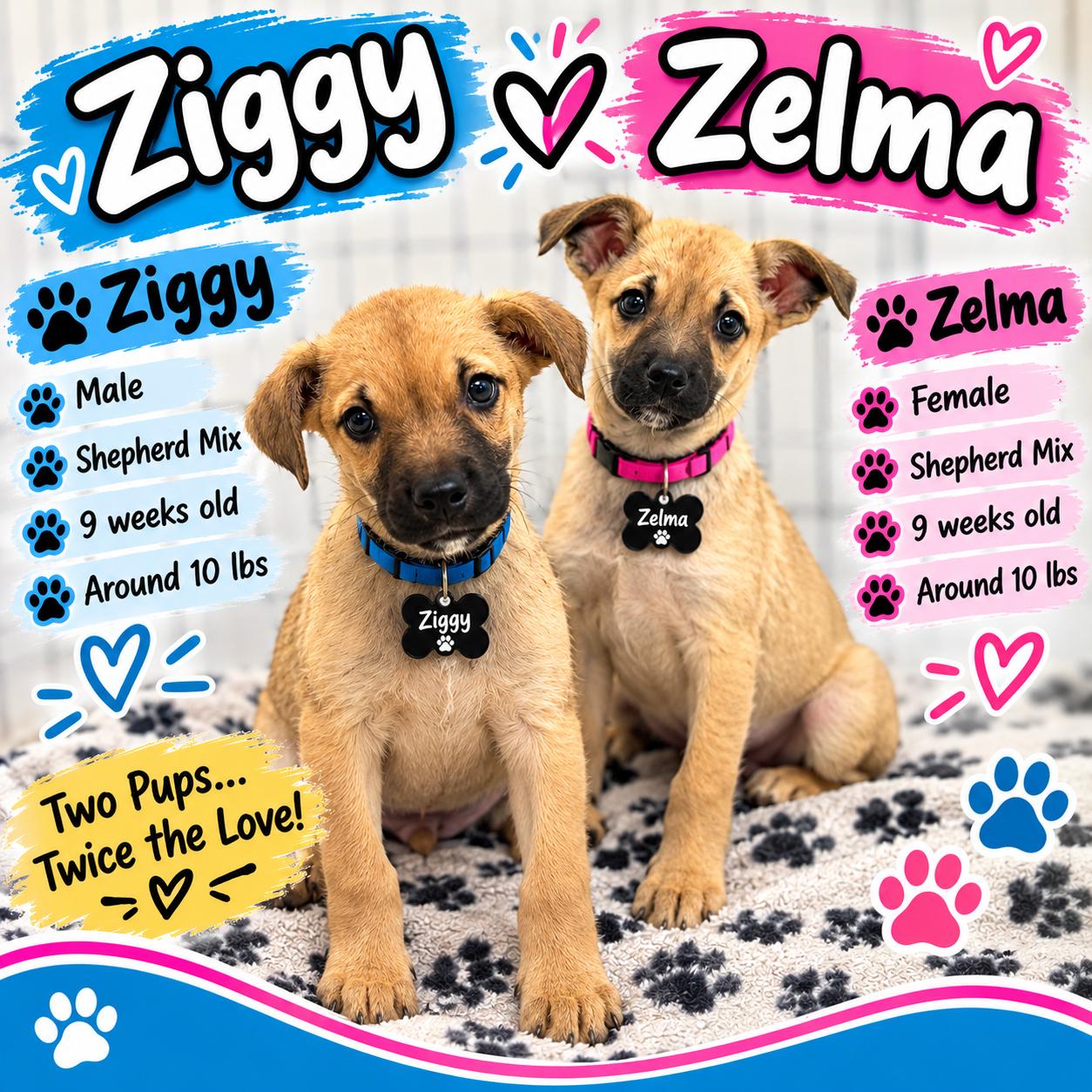 Ziggy, Adopted, Young Male Mixed Breed.