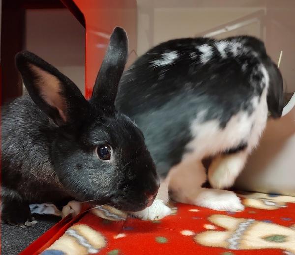 Morticia, Adoptable, Adult Female New Zealand.