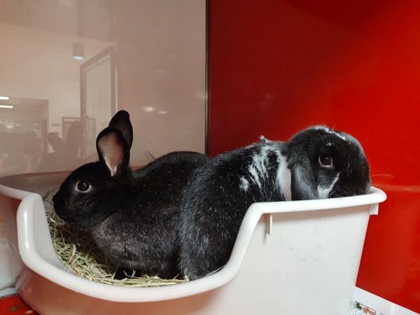 Enlarge Morticia, a Adoptable mixed breed in Vancouver, WA image 2/6