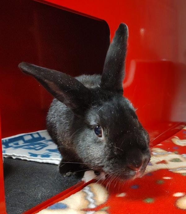 Enlarge Morticia, a Adoptable mixed breed in Vancouver, WA image 3/6