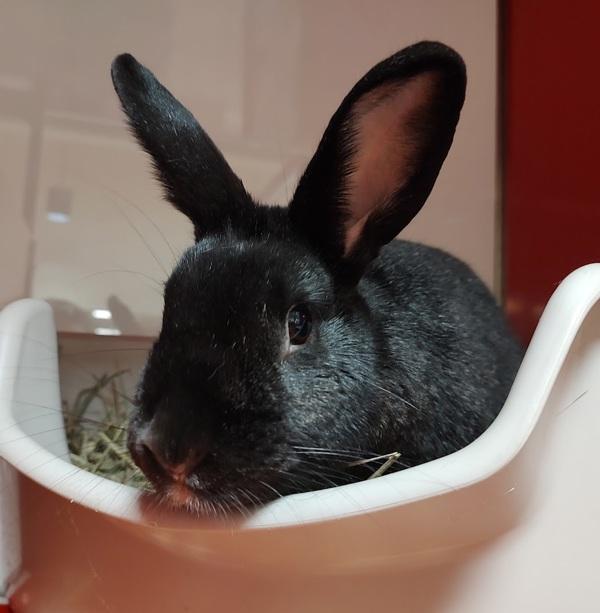 Enlarge Morticia, a Adoptable mixed breed in Vancouver, WA image 4/6