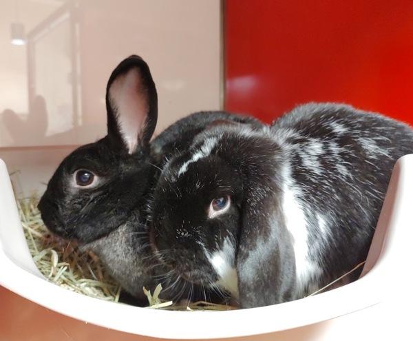 Enlarge Morticia, a Adoptable mixed breed in Vancouver, WA image 5/6