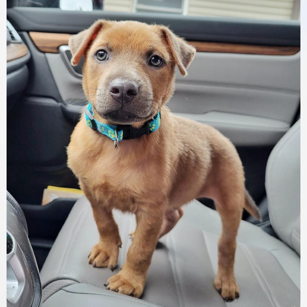 Nikos, Adoptable, Puppy Male Hound & Mixed Breed.