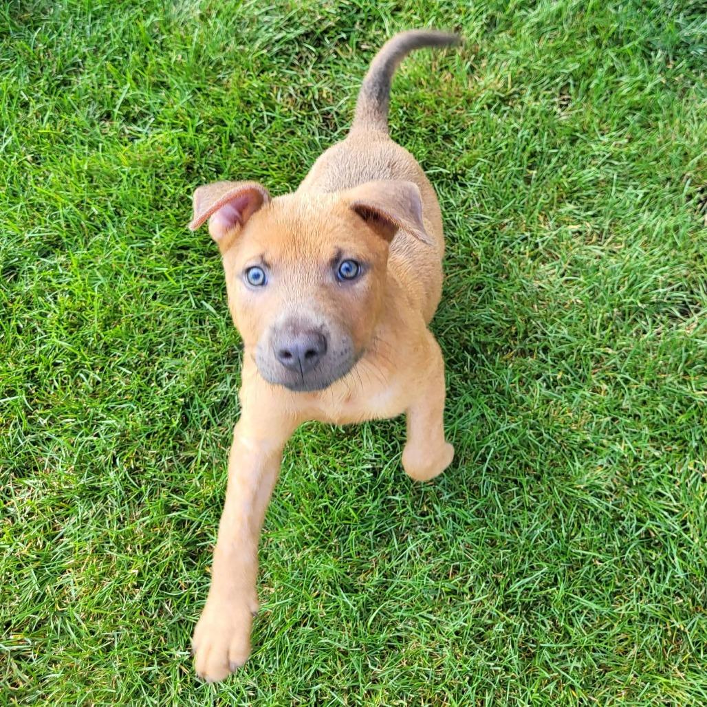 Nikos, a Adoptable mixed breed in Joliet, IL image 2/6