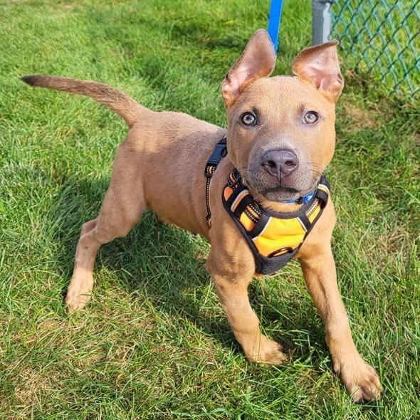 Enlarge Nikos, a Adoptable mixed breed in Joliet, IL image 2/6
