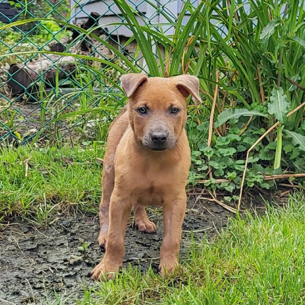 Nikos, a Adoptable mixed breed in Joliet, IL image 3/6