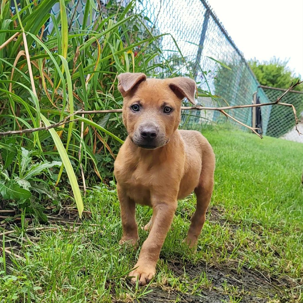 Nikos, a Adoptable mixed breed in Joliet, IL image 4/6