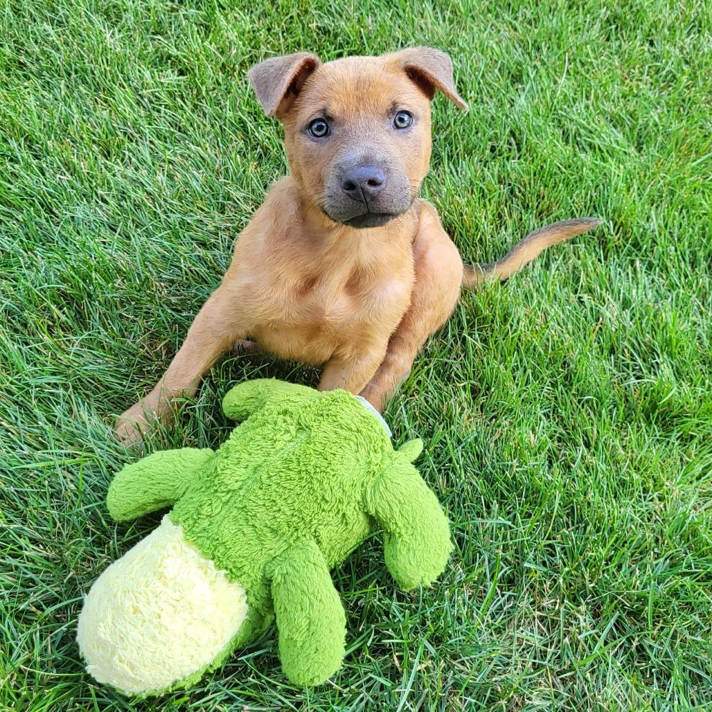 Nikos, a Adoptable mixed breed in Joliet, IL image 5/6