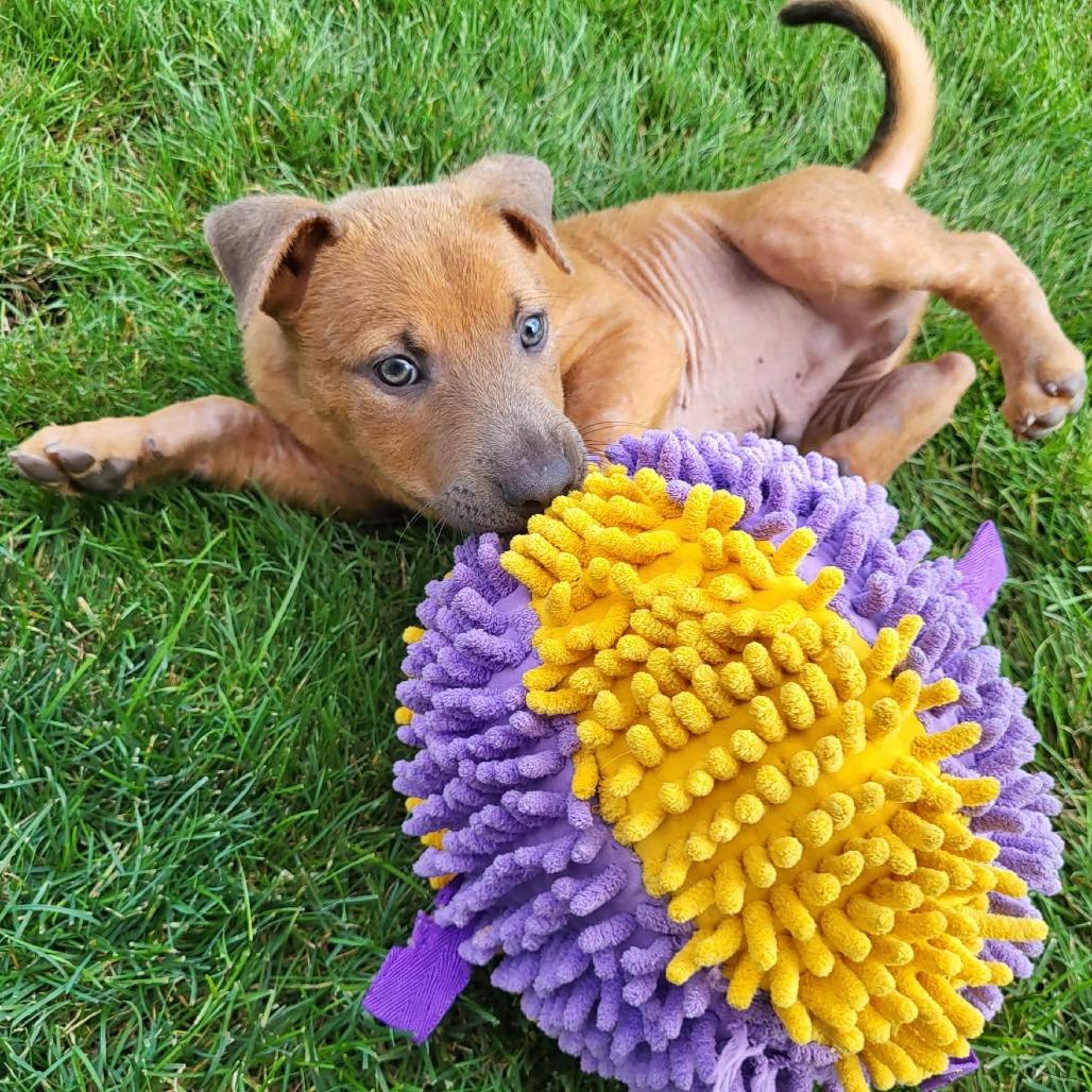 Nikos, a Adoptable mixed breed in Joliet, IL image 6/6