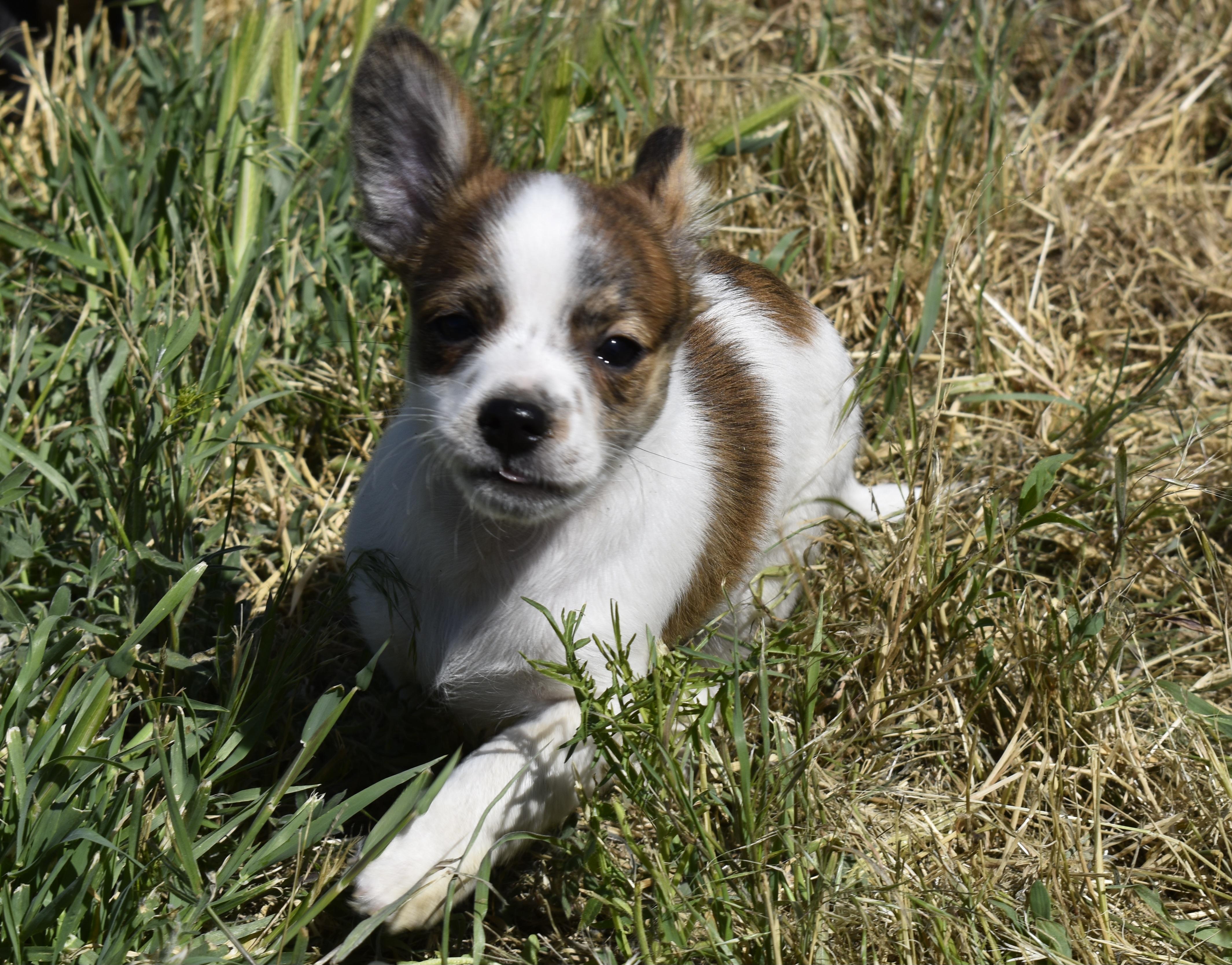 Gilroy - Adoption Pending, a ADOPTABLE mixed breed in Union Gap, WA image 4/6