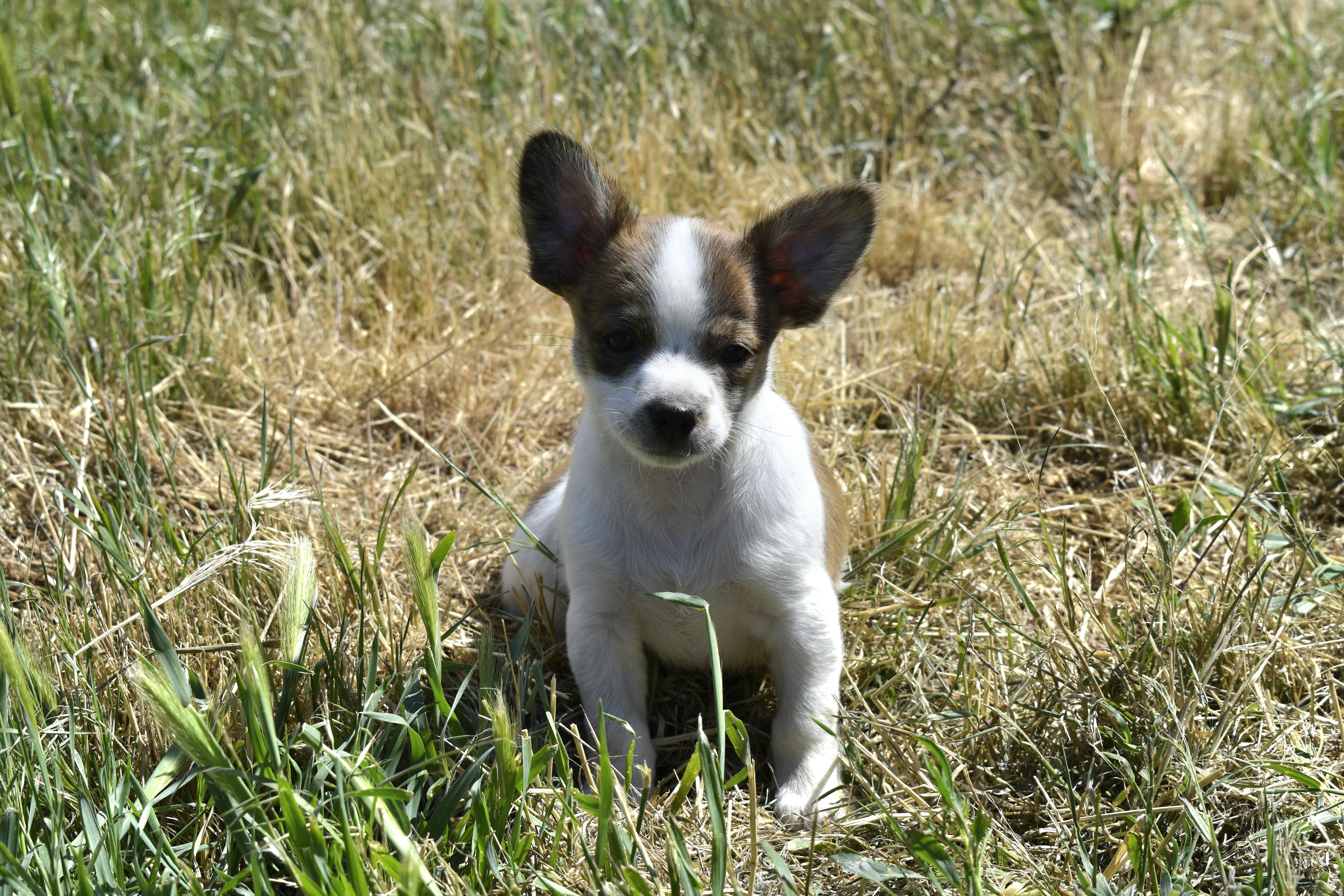 Gilroy - Adoption Pending, a ADOPTABLE mixed breed in Union Gap, WA image 5/6