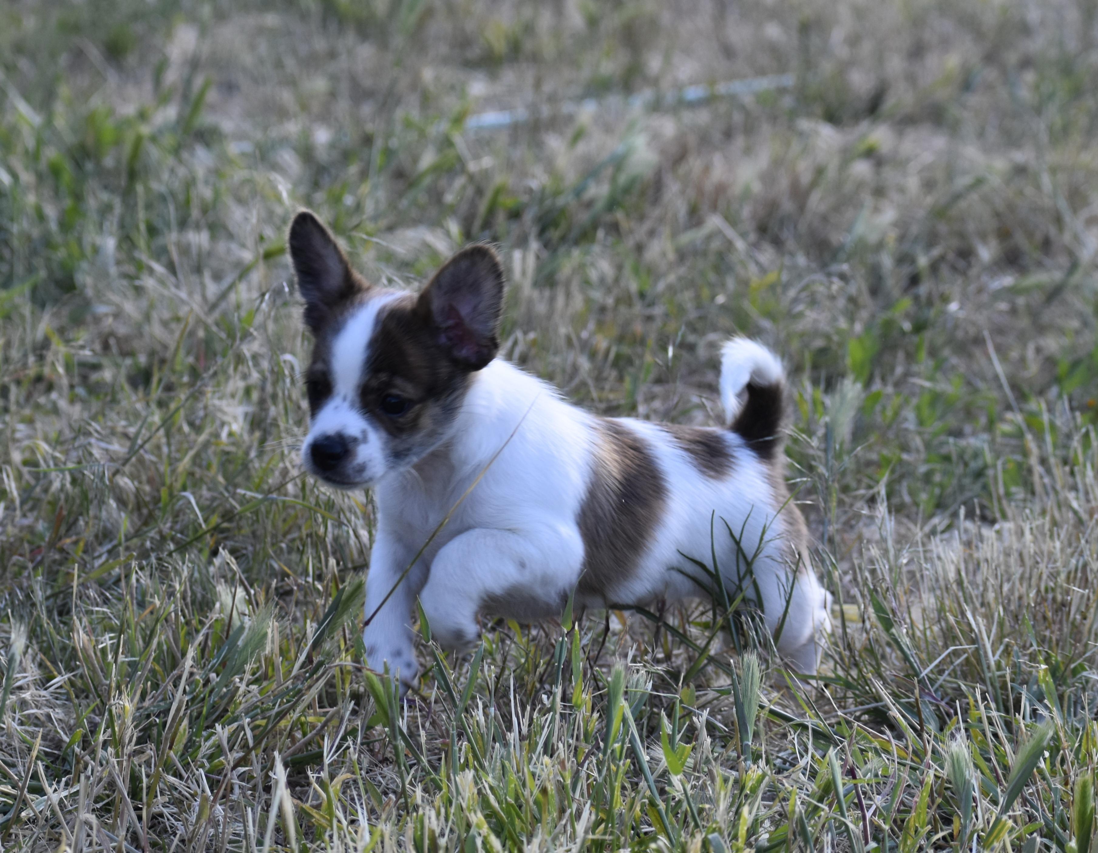 Gilroy - Adoption Pending, a ADOPTABLE mixed breed in Union Gap, WA image 2/6