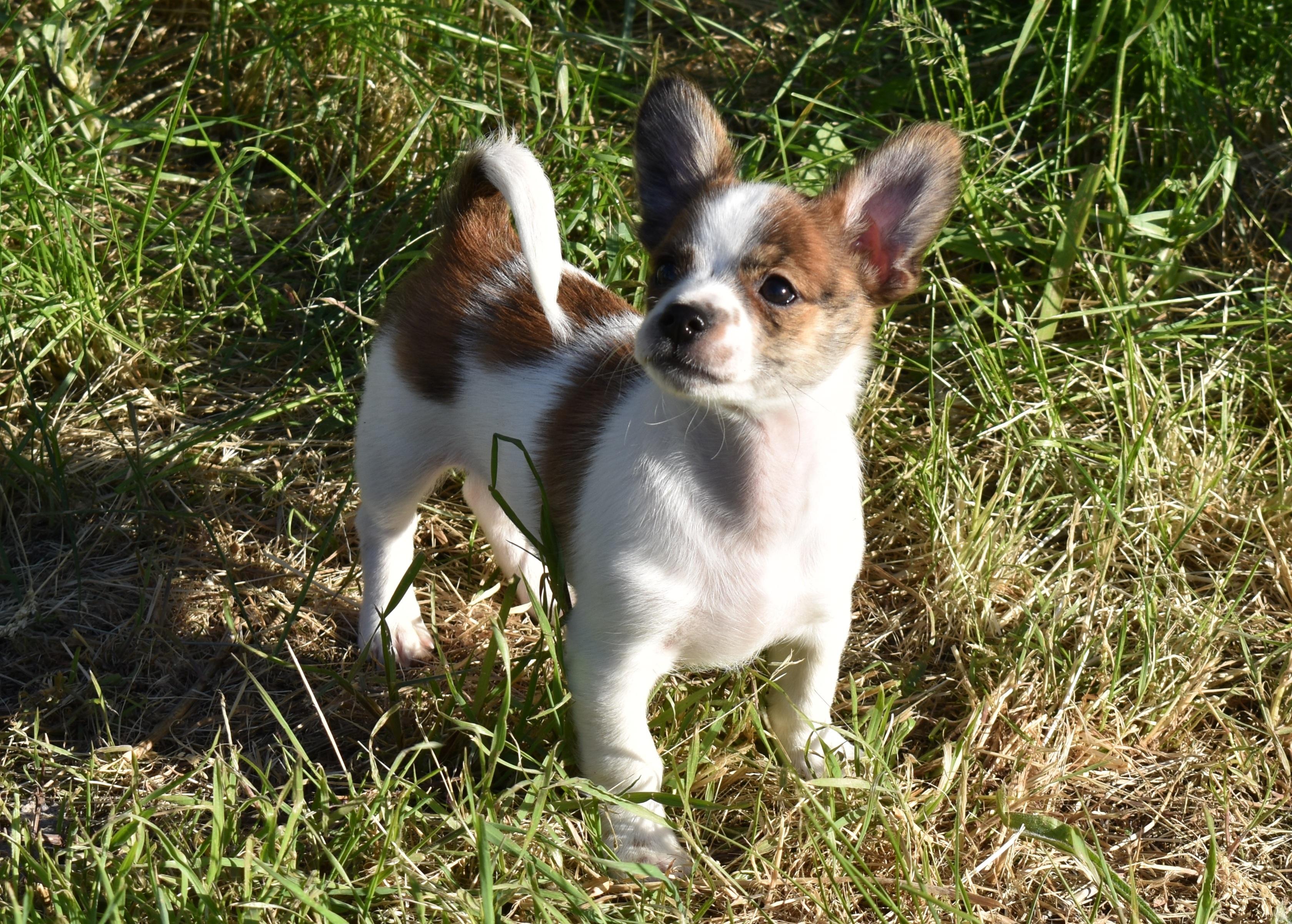 Gilroy - Adoption Pending, a ADOPTABLE mixed breed in Union Gap, WA image 1/6