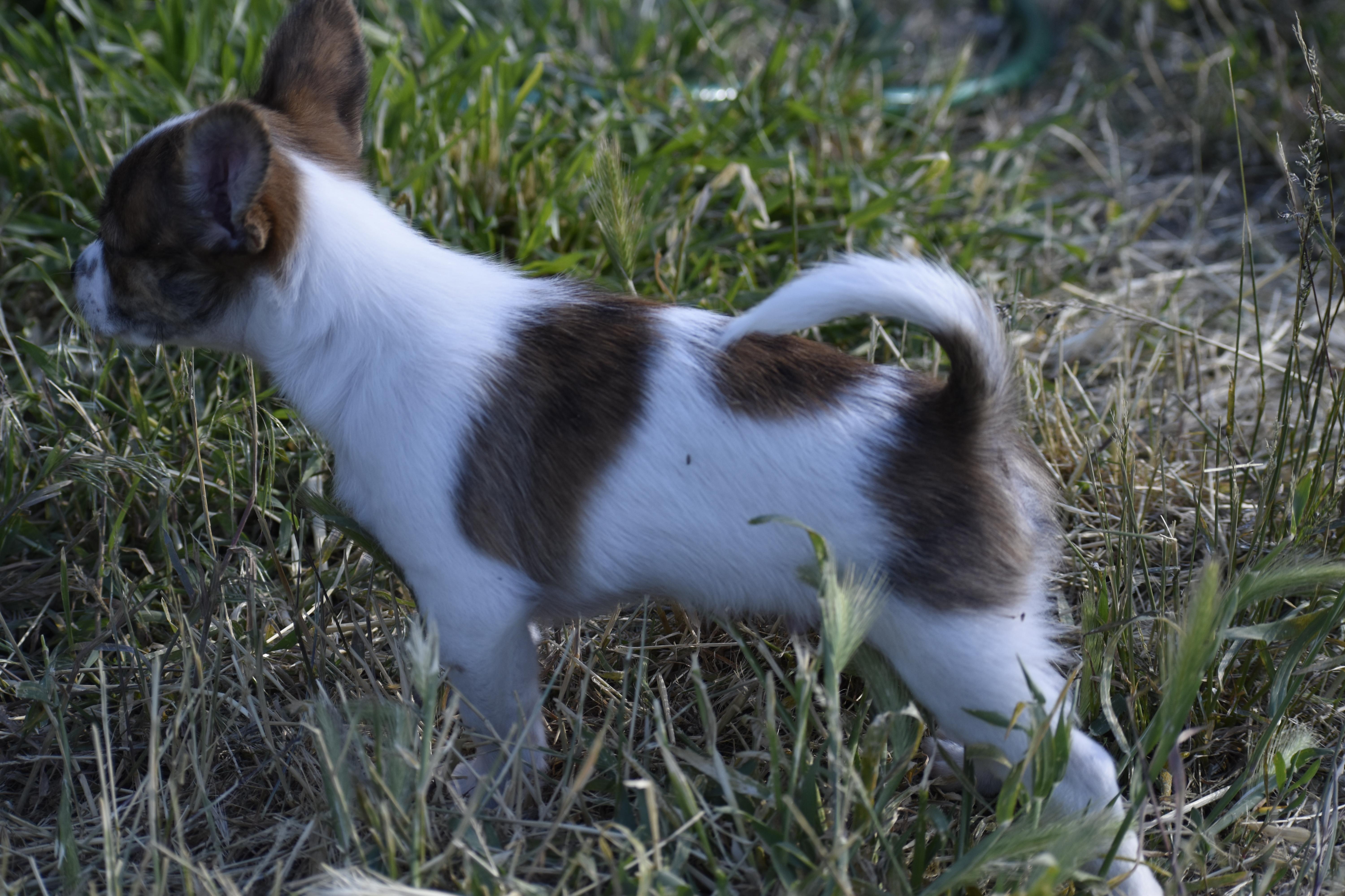 Gilroy - Adoption Pending, a ADOPTABLE mixed breed in Union Gap, WA image 3/6