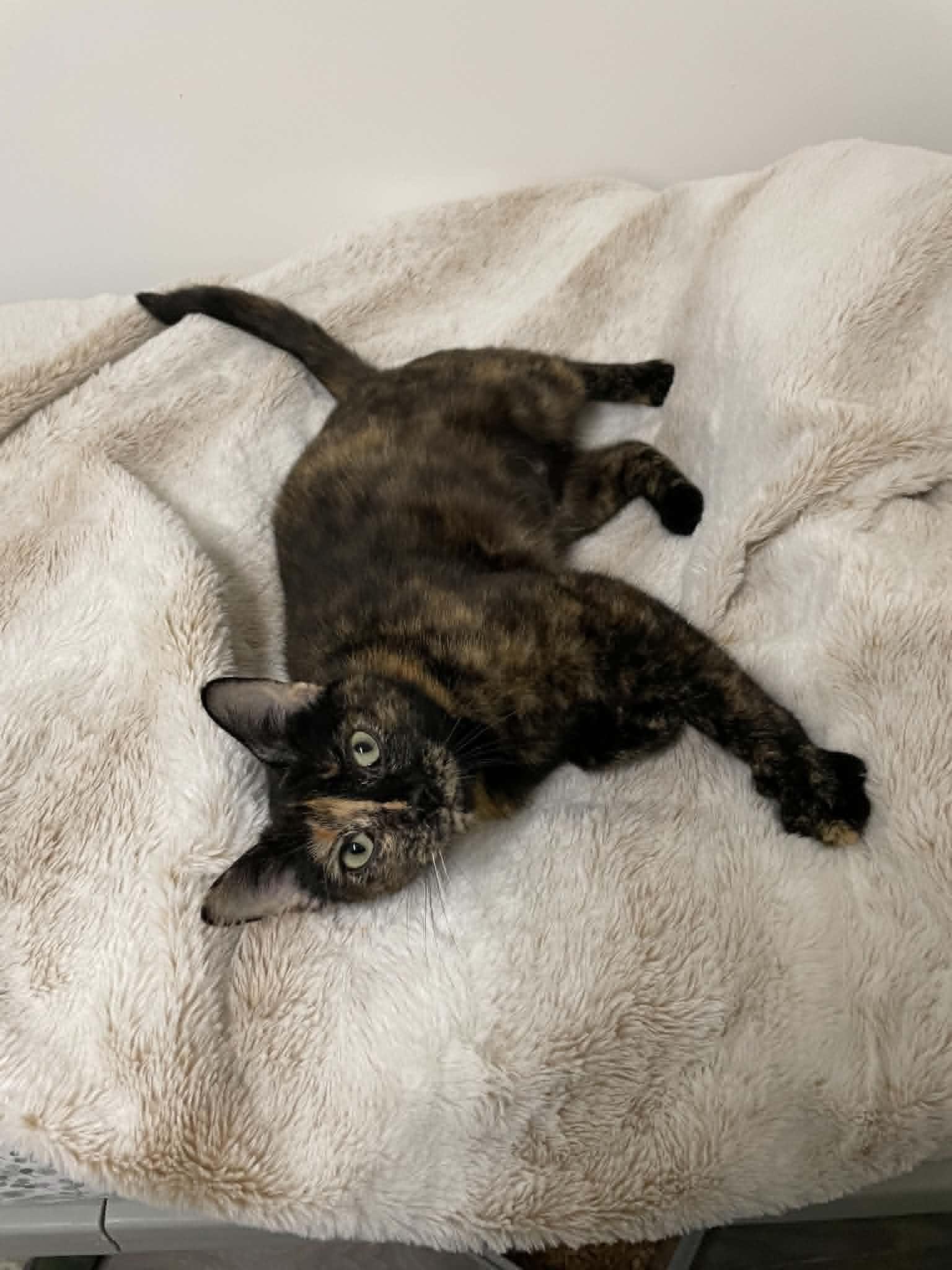 Gladys, a ADOPTABLE mixed breed in Tacoma, WA image 2/3