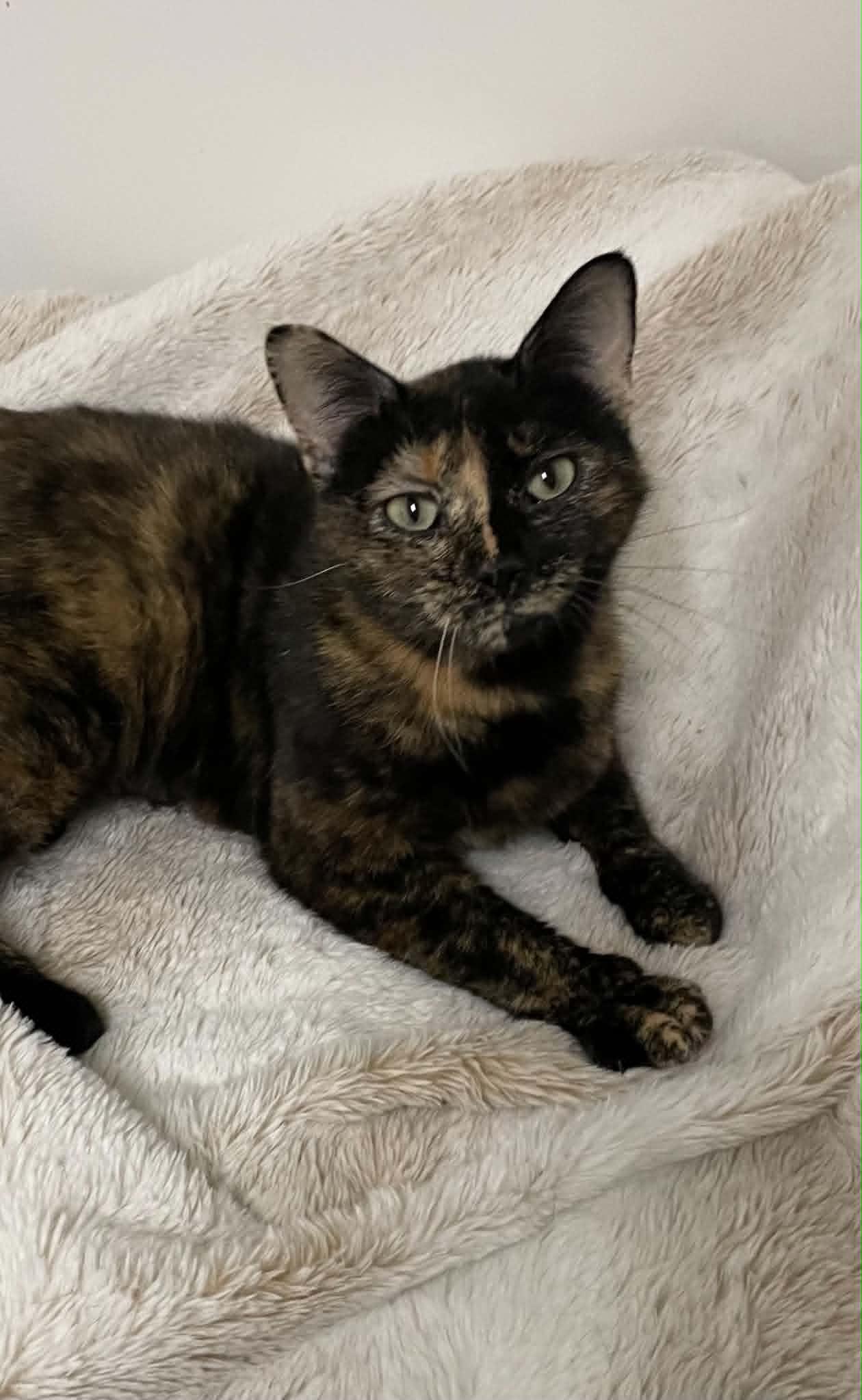 Gladys, a ADOPTABLE mixed breed in Tacoma, WA image 3/3
