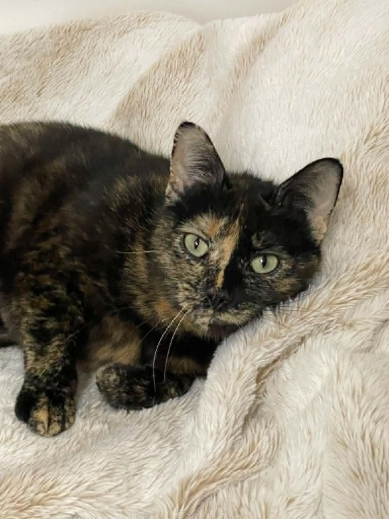 Gladys, ADOPTABLE, Adult Female Tortoiseshell.