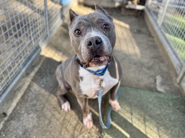 DON AMECHE, Adoptable, Adult Male Staffordshire Bull Terrier & Mixed Breed.