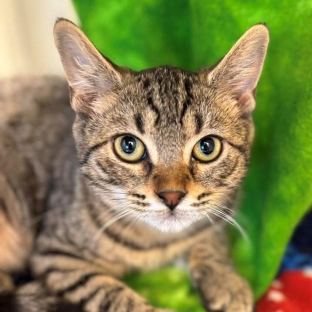 Gravy (ID 47295/2081)