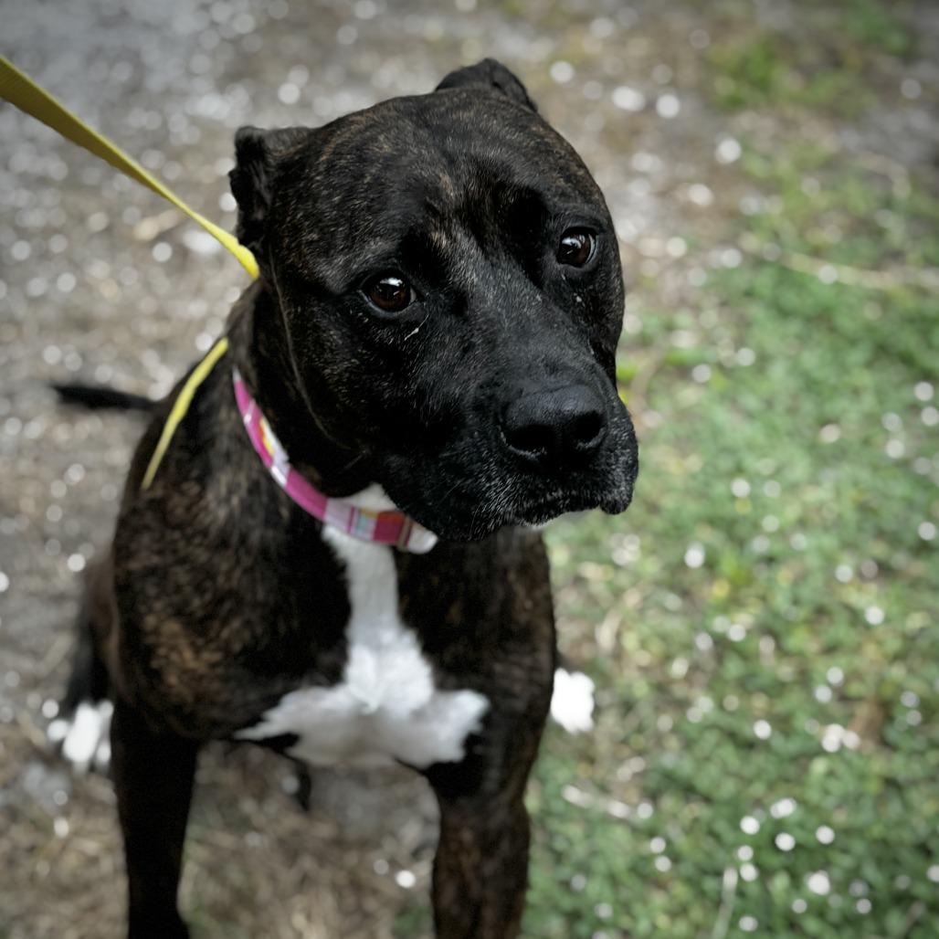 Enlarge Sadie Mae, a Adoptable Mixed Breed in Bradenton, FL image 1/3